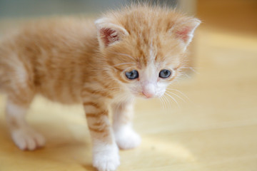 Close up of a cute ginger kitten