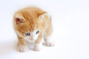 Cute ginger kitten on a white background