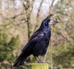 Wild Raven
