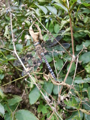 Blue Dragonfly in Hedge