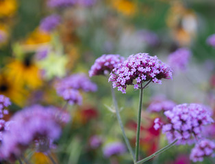 Verbena Bonariensis is a purple flower, The meaning of this flower is the happiness of everyone in the family.