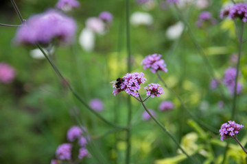 Verbena is a purple flower. And there are bee.