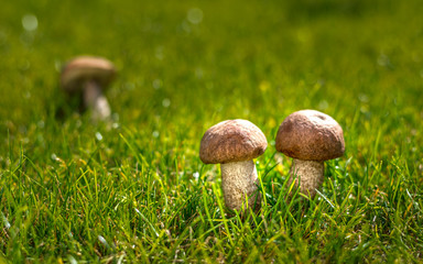 Leccinum scabrum, rough-stemmed bolete, scaber stalk, or birch bolete, edible mushroom in grass