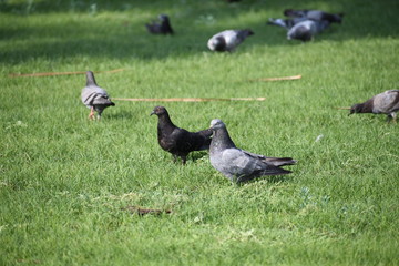 dove or pigeon