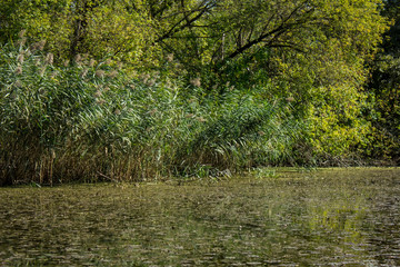 Swamp area Imperial Pond, Carska bara, Serbia. Large natural habitat for rare birds and other species.