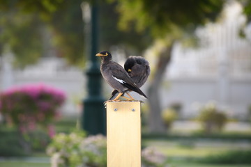myna