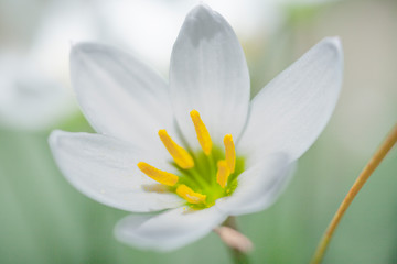 Fiore bianco