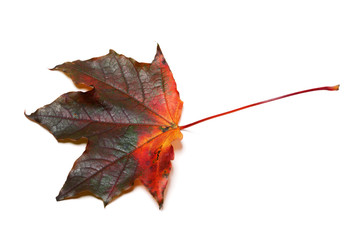 Dark red multicolor autumn maple-leaf