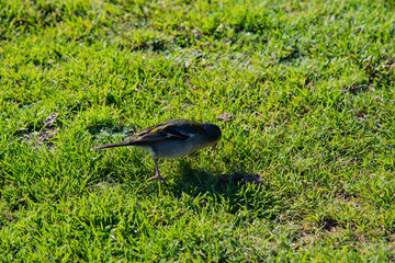 bird in the grass