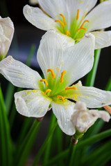 Fototapeta premium Fiore bianco