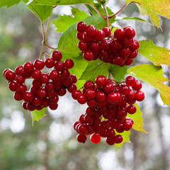 A ripe bunch of red viburnum on a branch with green and yellow leaves