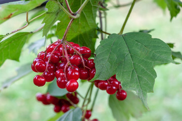 A ripe bunch of red viburnum on a branch with green leaves