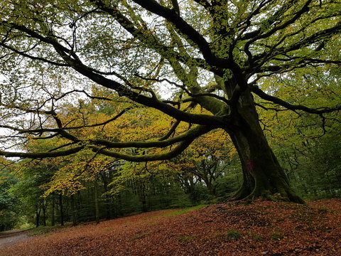 Tree and Green Woodland Canopy