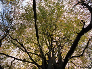 Fototapeta premium Dappled Light Through Tree Canopy