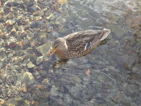 Mallard Duck on Water Reflections Pebbles