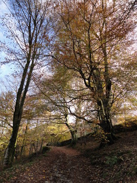 Woodland Trees