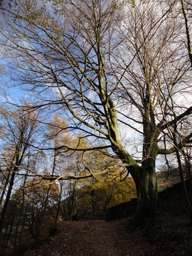Trees against Blue Skies