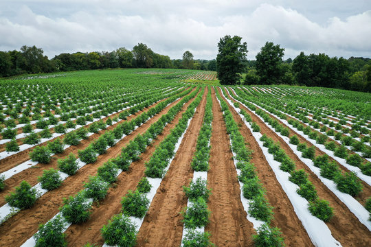 Hemp Farming Field