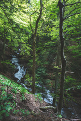 Fototapeta premium cascata nel bosco