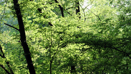 Green summer mood in the forest