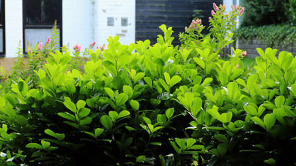 Green plants in front of the house