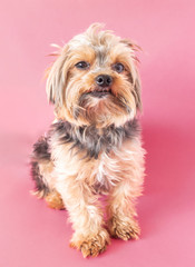 Cute yorkshire terrier, yorkie sitting looking at the camera on a pink background.