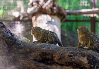 Titi monkey on a branch 