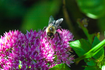Bee collecting the sweet neighborhood honey