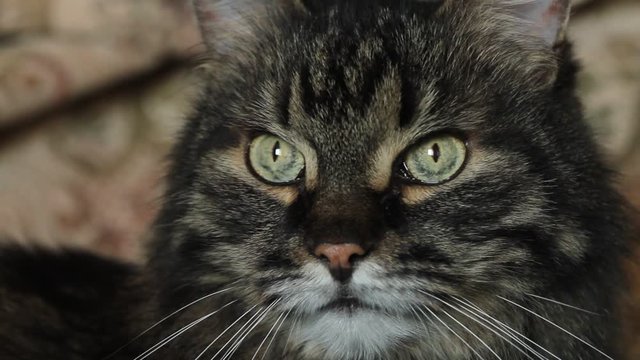 Cat eyes close-up. Stripped gray cat looking at the camera.Yellow-green eyes, narrow pupils