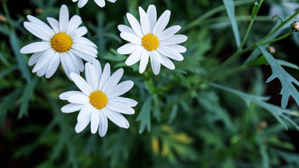 Fototapeta premium White Chamomile flower in a garden.