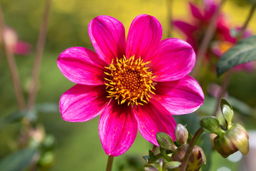 einfache Dahlie Hypnose in Pink Makro