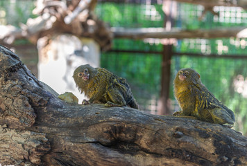 couple of Titi monkeys on a branch 