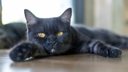 Cute black cat lying in the room.