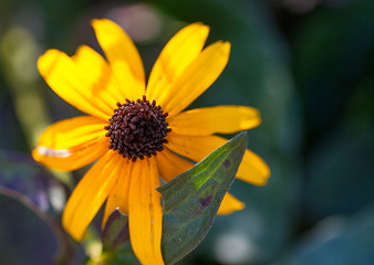 Brown eyed susan in the afternoon sun
