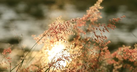 Beautiful grass flowers blown by the wind and the sunset background, the atmosphere of the countryside.