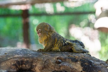 Titi monkey on a branch 