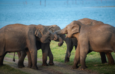 Fototapeta premium Wild elephants in a beautiful landscape in Sri Lanka