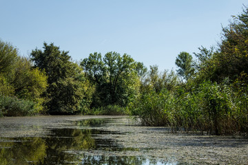 Swamp area Imperial Pond, Carska bara, Serbia. Large natural habitat for rare birds and other species.