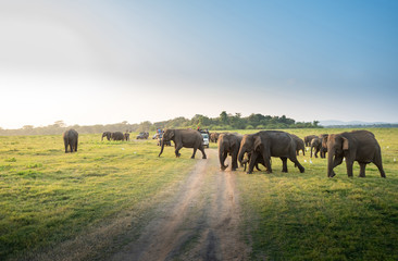 Obraz premium Wild elephants in a beautiful landscape in Sri Lanka
