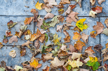Fall leaves on blue concrete