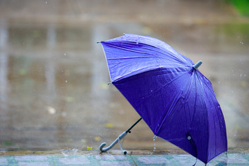 Purple umbrella on the floor with heavy rain,rain drops falling on umbrella, storm, wind, natural disaster,