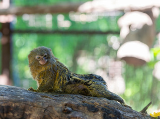 Titi monkey on a branch 