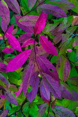 Fushia leaves of garden bush