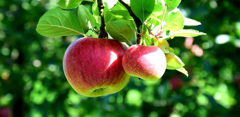 Reife Äpfel - Apfelbaum - Apfelernte in Südtirol