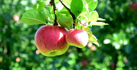 Reife Äpfel am Baum - Apfelernte - Apfelwiese - Streuobstwiese