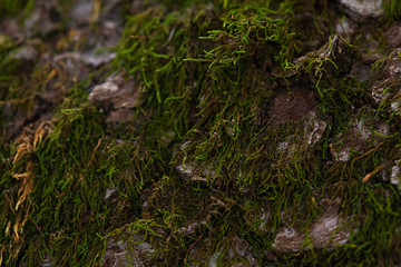 Green tree moss at an angle