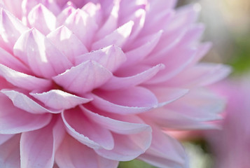 Original close up photograph of the side layers of a pink Dahlia bloom