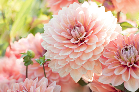 Original photograph of salmon colored  Dahlia flowers growing in the garden