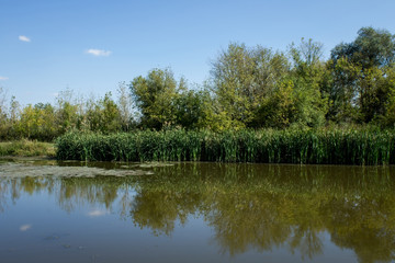 Fototapeta na wymiar Swamp area Imperial Pond, Carska bara, Serbia. Large natural habitat for rare birds and other species.