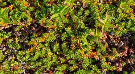 Background of crowberry thickets in coniferous leaves berries. Small black berries in leaves...